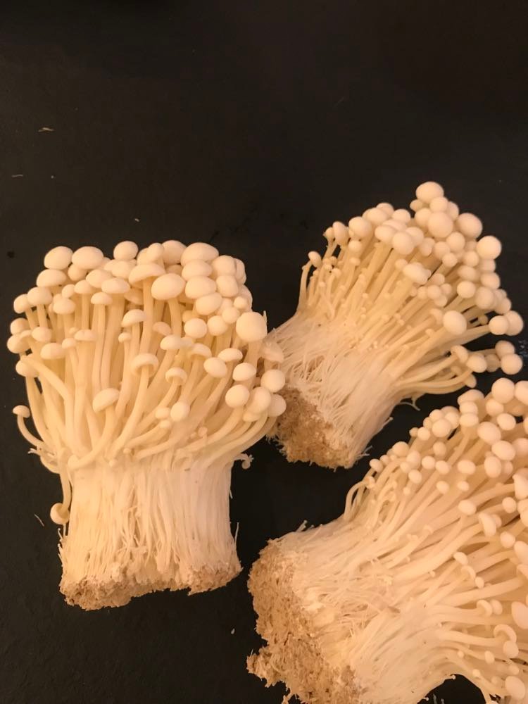 Enoki