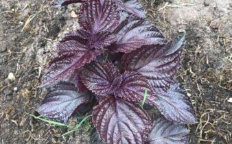 shiso plante