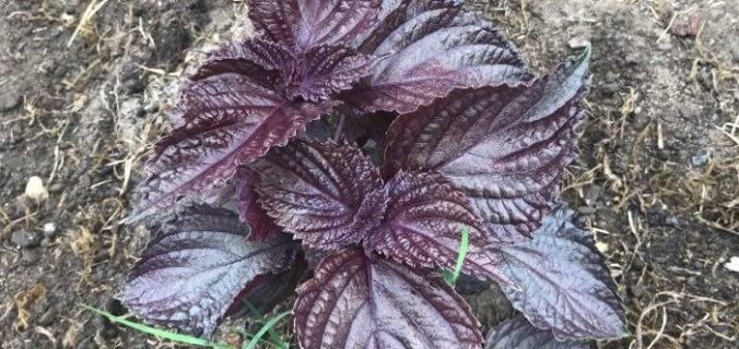 shiso plante