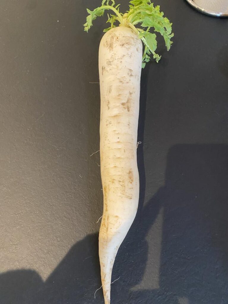 daikon 